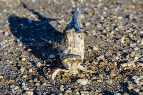 Fish Skeleton on the Sand 写真素材