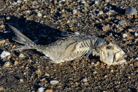 Fish Skeleton on the Sand Stock Photos