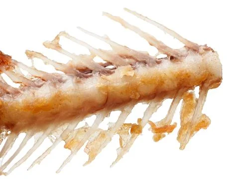A fish skeleton is shown on a white background Fotos Stock