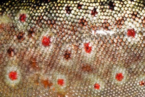 Fish skin pattern of brown trout, salmo trutta. Stock Photos