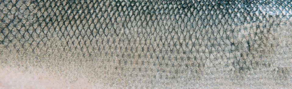 Fish skin texture pattern background. Stock Photos
