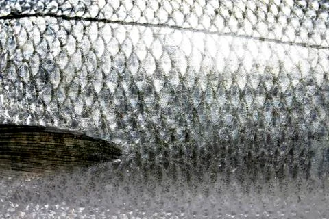 Fish skin texture pattern background 写真素材