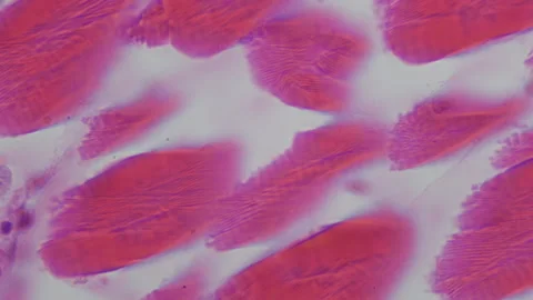 Fish skin under microscope. Raw materials for luxury fashion accessories. 400x  Stock Footage 268485632