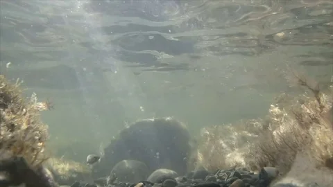 Fish in the slanting rays under water Stock Footage 72982480