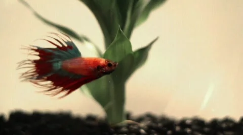 Fish Slow Stock Footage 857793