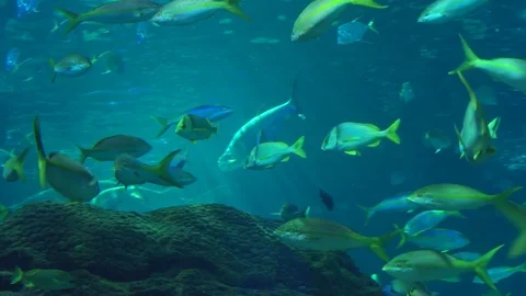 Fish in Slow Motion Stock Footage 82877971