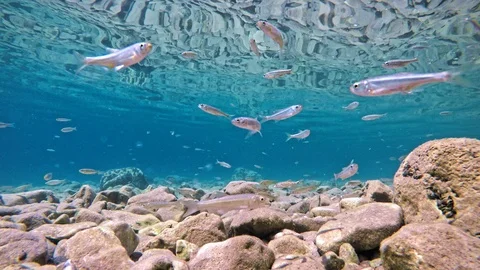 Minnows Swimming Fish Stock Video Footage