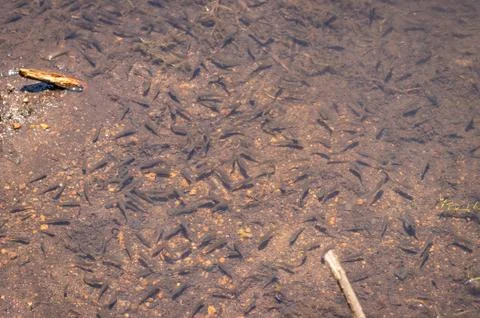 Fish small many in river Stock-Fotos