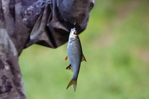 Fish small roach hanging on a hook on a green background closeup. Foto stock