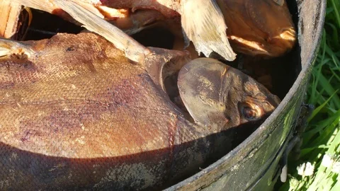 Fish Smoking Process For Home Use. Hot Smoked fhish. Close Up Smoking Process Stock Footage 77976249
