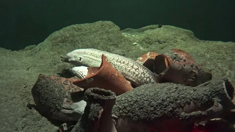 Fish - snake moray eel Video stock 78184940