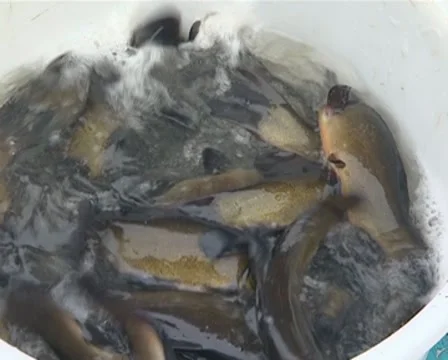 Fish snapper splash, flounder in plastic bucket. Fish farming. Stock Footage 8984905