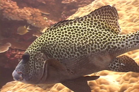 Fish Snapper Sweetlips close-up  库存影片 677848