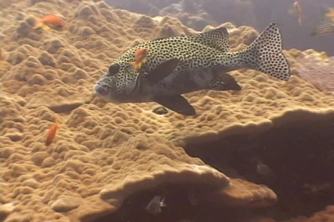 Fish Snapper Sweetlips close-up  库存影片 677877