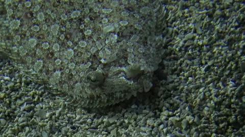 Fish sole Solea flounder plaice eyes camouflage gravel animal aquatic Stock Footage 327207072