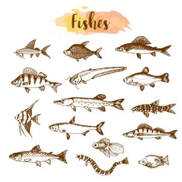 Fish sorts and types. Hand drawn vector illustrations. Lake fish in line art Stock Illustration