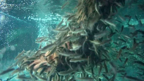 Fish spa on Bali 動画素材 81039073