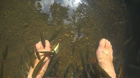 Fish spa in clearest river or lake water. Woman feet with little fish scrub Stock Footage 122238972