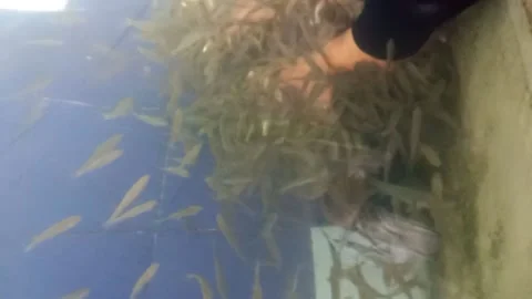 Fish Spa Stock Footage 221905934