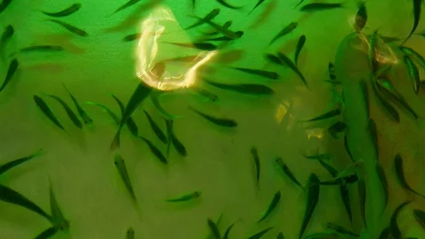 Fish Spa Pedicure Stock Footage 86359149