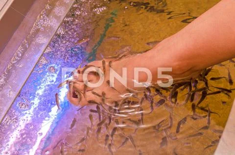 Fish spa pedicure Stock Photos