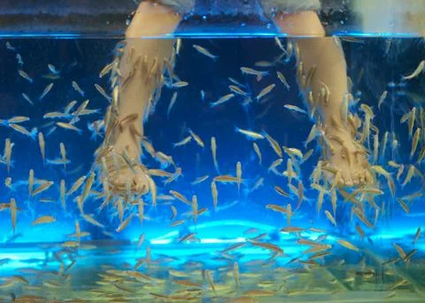 Fish spa 스톡 사진