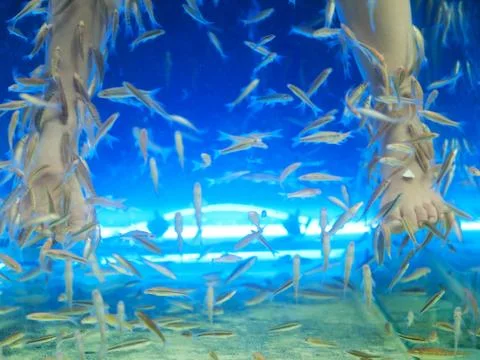 Fish spa Foto stock