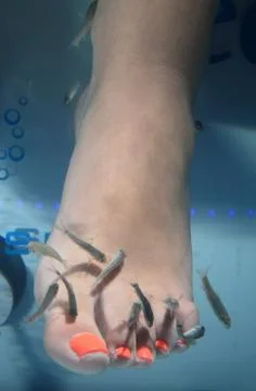 Fish spa Stock Photos
