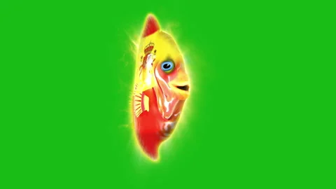 Fish Spain footage Stock Footage 259842366