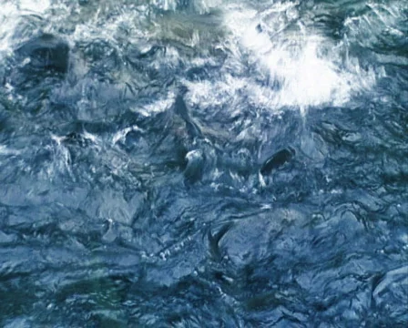 Fish spawning Stock-Footage 397701