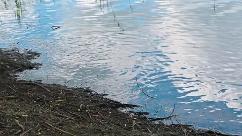 Fish spawning on the lake shore Stock Footage 277902629