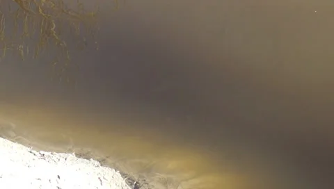 Fish spawning, roach Stock Footage 37316520