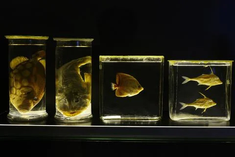 Fish specimen preserved in jars Stock Photos