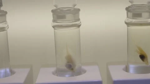 Fish specimen in vials  Video stock 211228101