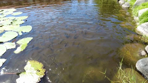 Fish splash in a picturesque pond Video stock 231294572