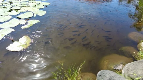 Fish splash in a picturesque pond Video stock 231294744