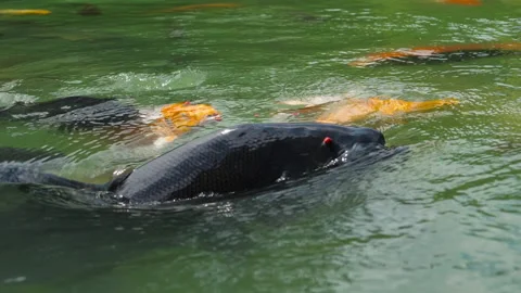Fish splash in the pond Stock Footage 201650101