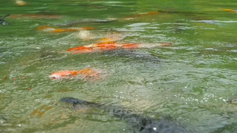 Fish splash in the pond Video stock 208898612