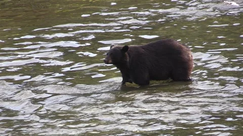 Fish splashing bear, Slow motion , Black bear Stock Footage 56130709