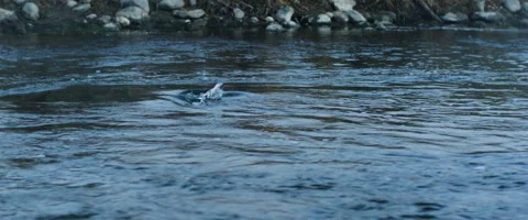 Fish splashing in river Stock Footage 68494509