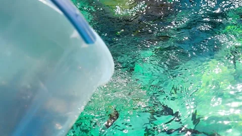 Fish splashing into sunlit water. 스톡 동영상 341109759