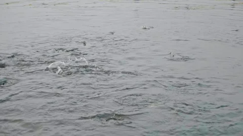 Fish splashing on the surface of the water while feeding at a fish farm Stock Footage 265851783