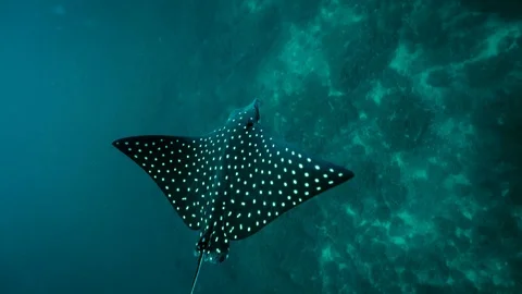 Fish Spotted Eagle Ray Swims close. Underwater slow motion. Stock Footage 106798143