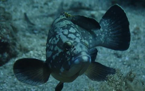 Fish spotted while diving off Greek Island Stock Photos