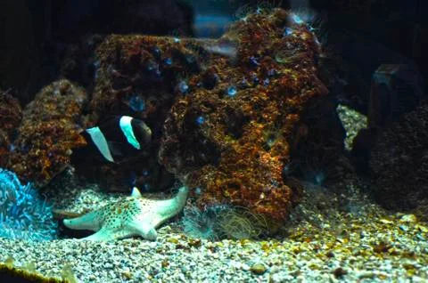 Fish &amp; Starfish Stock Photos