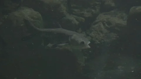Fish Static Underwater Blowing Out Bubbles - Close Up Stock Footage 149504539