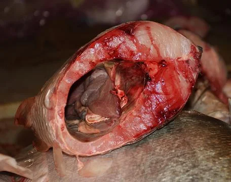 Fish Steak 스톡 사진