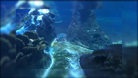Fish a Stingray and a shark Stock Footage 90783766