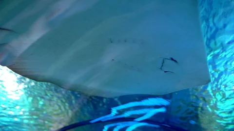 Fish stingrays float in clear blue water in large aquarium oceanarium close up Stock Footage 101316411