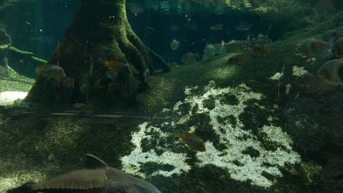 Fish stocks at oceanarium pool Stock Footage 94452038